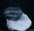 Good Sized Gerastos Trilobite From Morocco #2077-1